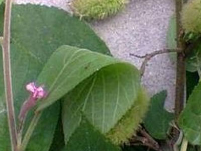 Sự thật loại thảo dược chữa được ung thư gan, kể cả thời kỳ cuối