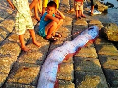 "Cá động đất" dài 3,5 m trôi dạt vào bờ biển Hà Tĩnh