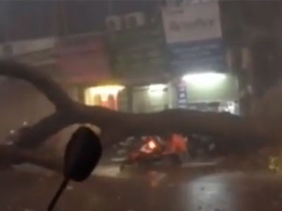 Tình huống thoát chết khó tin khi cây đổ giữa dông lốc