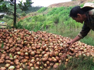 Hành tây 500 đồng/kg, nông dân Đà Lạt đổ bỏ hàng trăm tấn