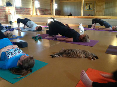 Học yoga cùng những chú mèo