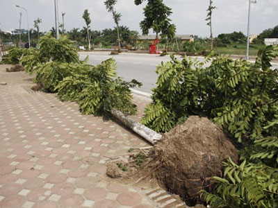 Không biết ai trồng cây để nguyên bầu?