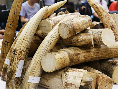 Pháp tịch thu hơn 100 kg ngà voi buôn lậu về Việt Nam