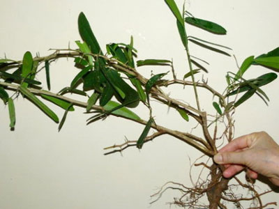 Sự thật về cây xáo tam phân có thể chữa được 5 loại bệnh ung thư