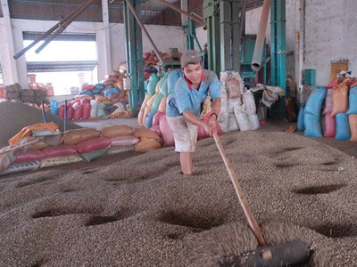 Khốn khổ vì cà phê mất giá