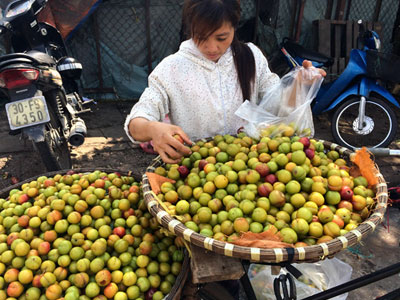 Mận Tàu đột lốt Sapa: Hà thành đua nhau ăn quả lừa