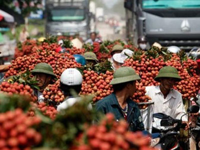 Vải đỏ đường Bắc Giang, nông dân lại bị ép giá