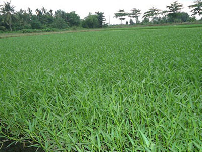 “Tắm” hóa chất cho rau muống: Thu hoạch ngay sau khi phun thuốc