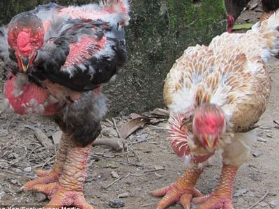 "Gà rồng" Việt Nam 50 triệu/cặp gây sốc báo Anh