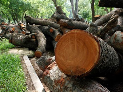 Cận cảnh bãi tập kết gỗ “khủng” sau dông lốc kinh hoàng ở Hà Nội