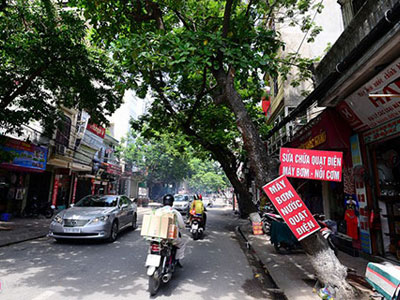Hàng loạt cây dọa đổ, chồi rễ trên đường phố