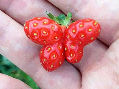 Chiêm ngưỡng 22 loại rau củ với hình dáng tới từ hành tinh khác