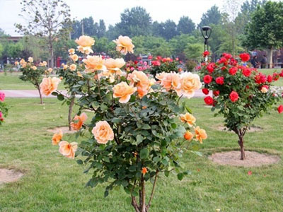 Hoa hồng tree rose giá đắt bỏng tay có gì lạ?