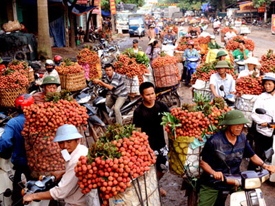 Thương lái Trung Quốc ngừng mua, vải thiều rớt giá thê thảm
