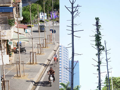Hà Nội bàn phương án thay thế cây mỡ trên đường Nguyễn Chí Thanh