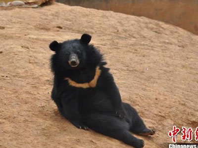 Nuôi "2 chú chó cưng" suốt 2 năm mới phát hiện ra đó là... gấu
