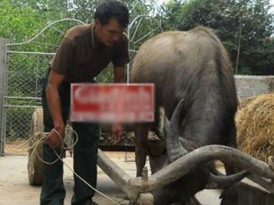 Dị nhân xứ Nghệ có biệt tài... “nói chuyện” với trâu, bò