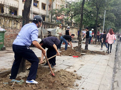 Hà Nội lại thay cây mỡ mới trồng trên phố Nguyễn Chí Thanh