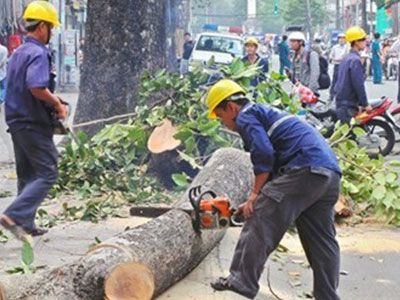 Hà Nội thừa nhận nóng vội trong việc thay thế cây xanh