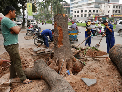 Hà Nội "đã nghiêm túc rút kinh nghiệm" vụ thay thế cây xanh