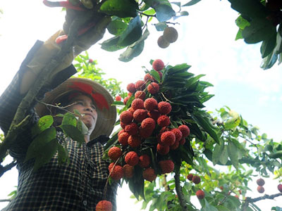 Thương lái Trung Quốc trở lại thu mua vải thiều