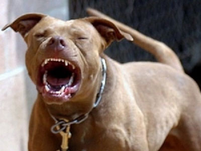 Chó pitbull hung dữ cắn chết một bé trai 6 tuổi ngay tại chỗ