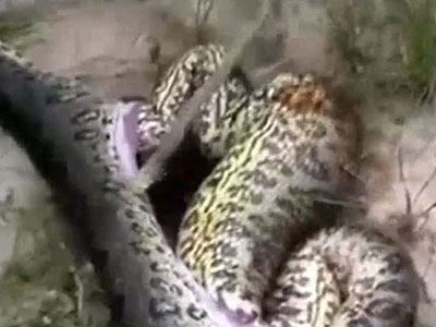 Hình ảnh kinh hoàng: Xác trăn nằm trong bụng một con trăn khác