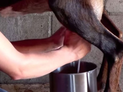 Sốc với cặp đôi trẻ vắt sữa dê tươi bán ngay giữa đường