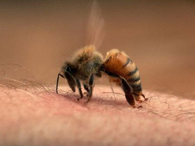 Dượng trói cháu vào cây cho ong đốt