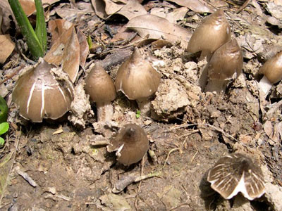 Nấm mối 1 triệu/kg: Mỗi năm 1 lần, tranh nhau ăn vội