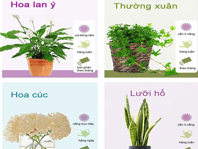 Các loại cây cảnh đẹp dễ trồng trong nhà