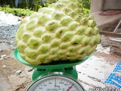 Trồng na 1kg/quả tại gia: 3 năm mới được ăn