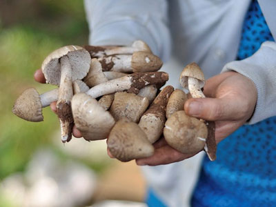 Giữa đêm hàng trăm người vào rừng tìm nấm mối