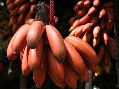 "Sốt" cây giống chuối đỏ