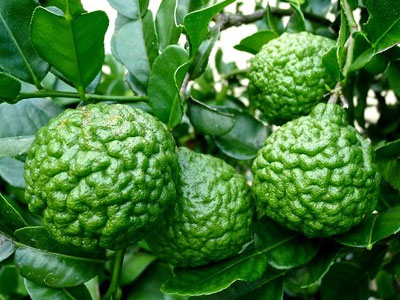 Chanh lạ hình não người gây sốt mùa nắng nóng