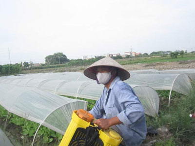 "Không dùng thuốc trừ sâu thì người trồng rau vỡ nợ à?"