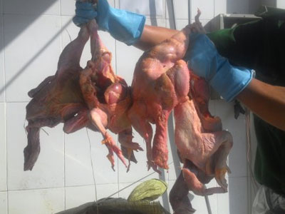 Bắt quả tang xe khách Mai Lan chở hơn 750kg gà thối