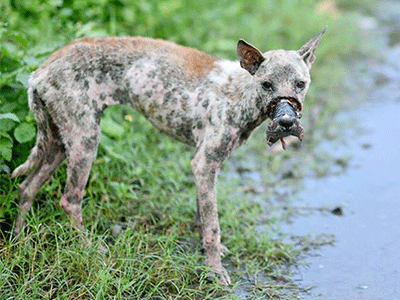 Tranh cãi quanh chuyện chú chó được giải cứu