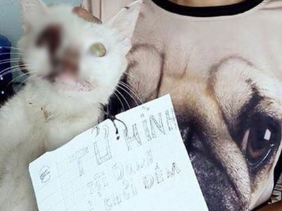 Phẫn nộ nam thanh niên dùng que sắt chọc thủng mắt mèo rồi đem lột hết lông