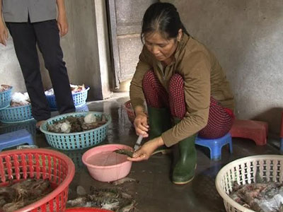 Bơm tạp chất lạ vào tôm sú, bán cho trung tâm tiệc cưới