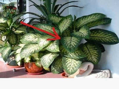 Xuất hiện tin đồn loài cây chứa chất độc gây chết người chỉ trong 1 phút