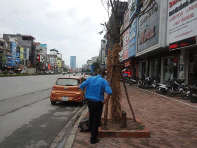 Hà Nội: Vì sao cây xanh trồng lại nhiều lần vẫn chết?