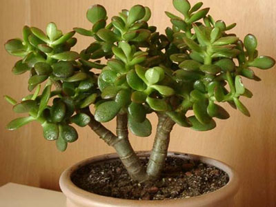 Cây cảnh sinh khí, đuổi tà nên bày trong nhà