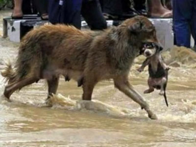 Chó mẹ ngoặm chó con chạy lũ làm lay động lòng người