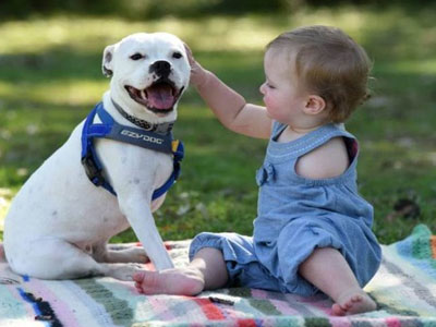 Cảm động trước tình bạn của bé gái một tay và cô cún 3 chân