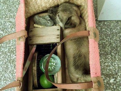 Bức ảnh chú chó nằm trong chiếc giỏ của cậu bé đánh giày gây xúc động