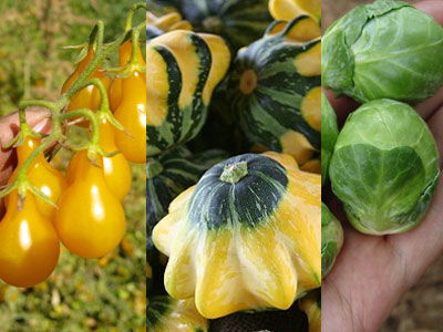 Những loại quả tý hon đang làm bà nội trợ Việt mê mẩn