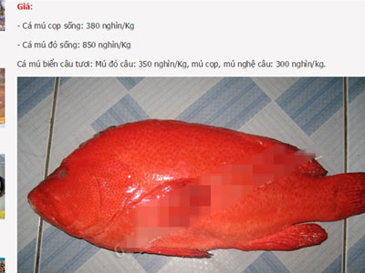 Nhà giàu Hà Thành tẩm bổ cá mú đỏ 1 triệu/kg