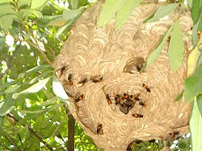 Chặt cây làm củi, thiếu nữ 15 tuổi bị ong đốt trên 150 mũi