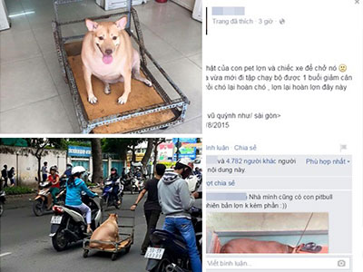 Chú chó béo đến nỗi phải đi bằng... xe kéo khiến cư dân mạng thích thú
